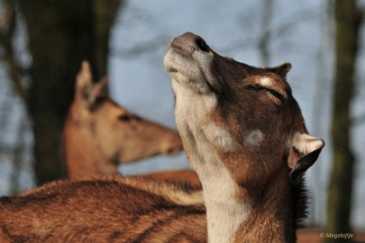 DSC_1221 Beekse Bergen 19 februari 2015