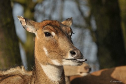 DSC_1260 Beekse Bergen 19 februari 2015