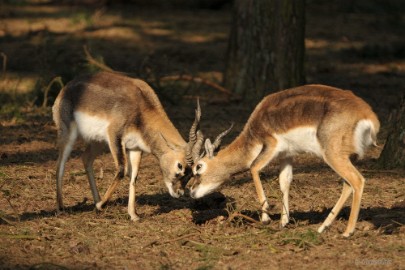 DSC_1292 Beekse Bergen 19 februari 2015