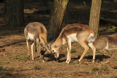 DSC_1303 Beekse Bergen 19 februari 2015