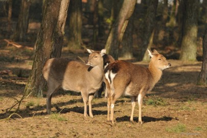 DSC_1339 Beekse Bergen 19 februari 2015