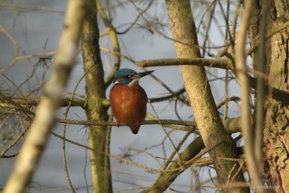 DSC_1356a Beekse Bergen 19 februari 2015