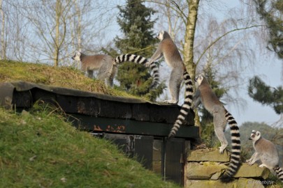 DSC_1407 Beekse Bergen 19 februari 2015