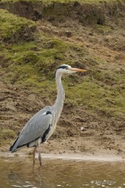 DSC_1467 Beekse Bergen 19 februari 2015