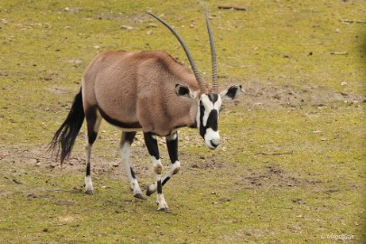 DSC_1496 Beekse Bergen 19 februari 2015