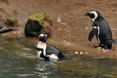 DSC_0101 Burgers Zoo 2015