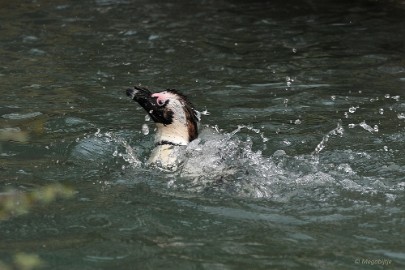 DSC_0106 Burgers Zoo 2015