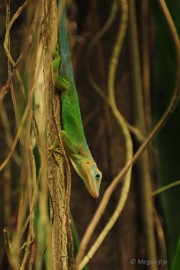 DSC_0157 Burgers Zoo 2015