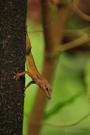 DSC_0197 Burgers Zoo 2015