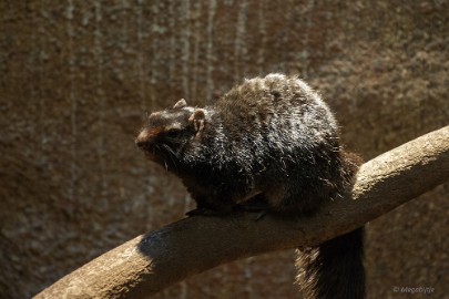 DSC_0207 Burgers Zoo 2015