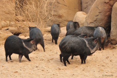 DSC_0216 Burgers Zoo 2015