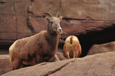 DSC_0250 Burgers Zoo 2015