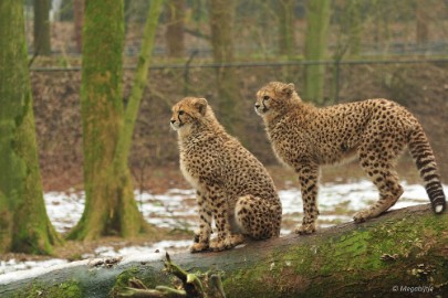 DSC_0272 Burgers Zoo 2015