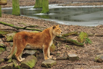 DSC_0313 Burgers Zoo 2015