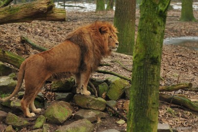 DSC_0382 Burgers Zoo 2015