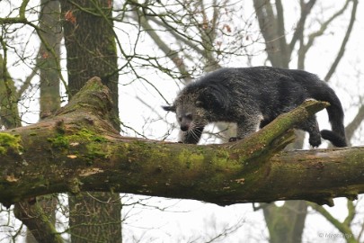 DSC_0396 Burgers Zoo 2015