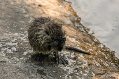 P1020254 Dierenrijk 11 juli 2015