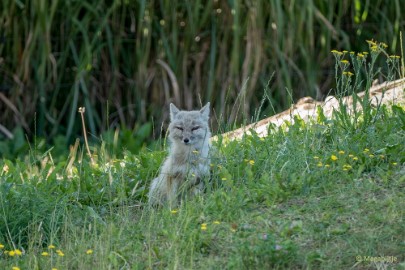 P1020286 Dierenrijk 11 juli 2015