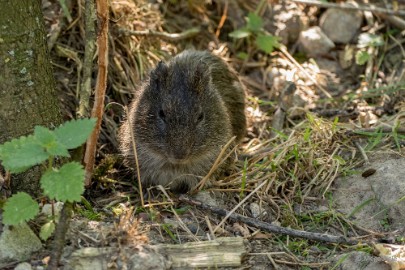 P1020304 Dierenrijk 11 juli 2015