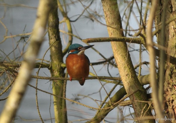 Beekse Bergen februari 2015