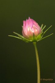 DSC_4883 Natuurtuin t Loo