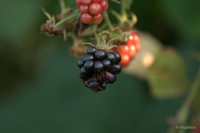 DSC_4884 Natuurtuin t Loo