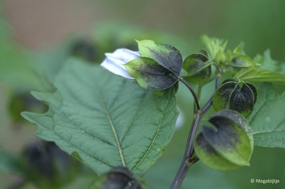 DSC_4885 Natuurtuin t Loo