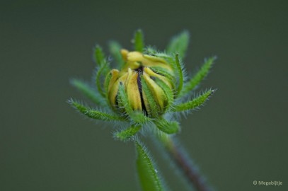 DSC_4930 Natuurtuin t Loo