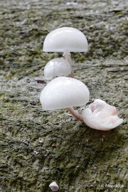 P1060531 paddestoelen limburg