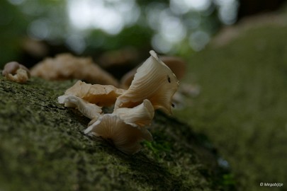 P1060611 paddestoelen limburg