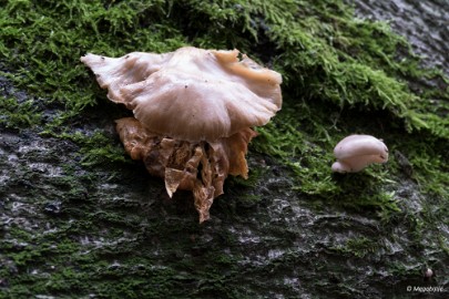 paddestoelen2015 05 paddestoelen limburg