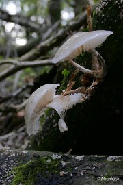 P1060639 paddestoelen limburg