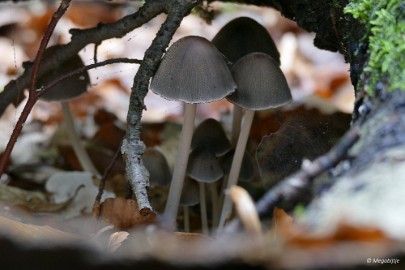 P1060672 paddestoelen limburg