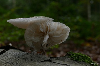 P1060741 paddestoelen limburg