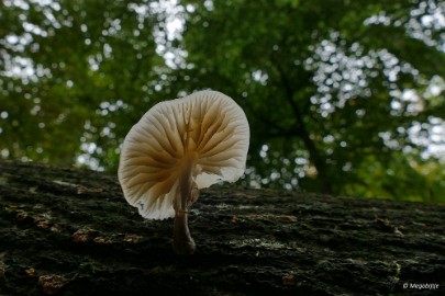 P1060762 paddestoelen limburg