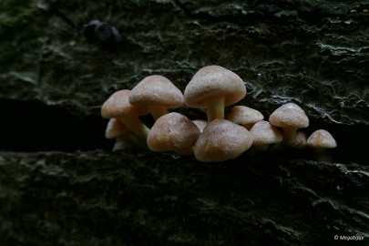 P1060777 paddestoelen limburg