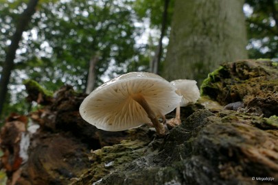 P1060877 paddestoelen limburg