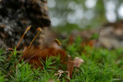 P1060892 paddestoelen limburg