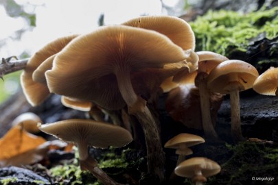 P1060906 paddestoelen limburg