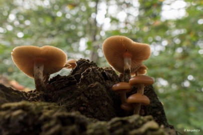 paddestoelen2015 14 paddestoelen limburg