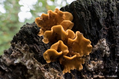 paddestoelen2015 15 paddestoelen limburg