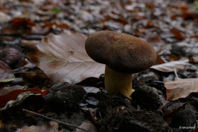 P1060958 paddestoelen limburg