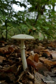 P1060968 paddestoelen limburg