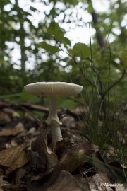 P1060974 paddestoelen limburg