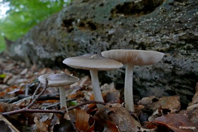 P1060976 paddestoelen limburg