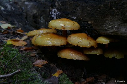 P1070024 paddestoelen limburg