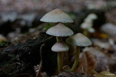 P1070040 paddestoelen limburg