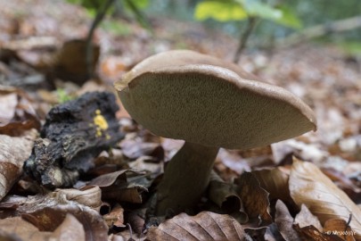 P1070047 paddestoelen limburg