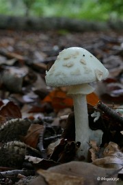 P1070108 paddestoelen limburg