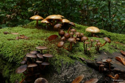 P1070129 paddestoelen limburg